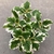 Plectranthus (planta insensio ).