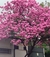 Lapacho Rosado 8lt(180-200cm)