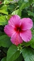 Rosa china. - comprar online