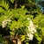 Acacia frisia