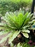 Asplenium osaka. - comprar online