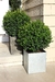 Buxus gr - comprar online