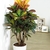 Croton variegatum. - comprar online