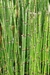 Equisetum. en internet