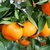 Mandarina dancy - comprar online