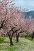 Prunus - comprar online