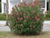 Laurel de flor. ch