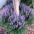 Liriope. - comprar online