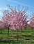 Prunus