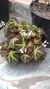 Begonia piel de sapo. en internet