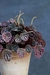 Peperomia caperata. - comprar online