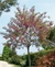 Acacia casque Rouge