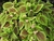 Pilea involucrata. en internet