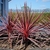 Dracena Rojas / Verdes.