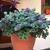 Tradescantia lanosa. - comprar online