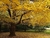 Ginkgo biloba - comprar online