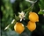 Limon - comprar online