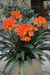 Clivia.