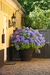 Hortensia