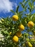 Limon en internet