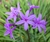 Tulbalgia violacea