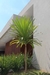 Dracena Rojas / Verdes. - VJR Vivero y Jardineria Romero