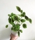 Pilea involucrata.