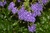 Duranta