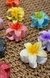 Mini Piranha Flor Pluméria - comprar online