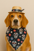 CowGirl Cão Girl Chapéu Pet Produto Pet Influencer - comprar online
