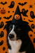chapeu de halloween