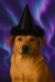 Halloween Pet - comprar online