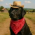 CowBoy Cão Boy Chapéu Pet Produto Pet Influencer - comprar online