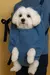 Mochila Canguru Pet Produto Pet Influencer - comprar online