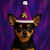 Natal Pet - comprar online