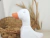 Patinho de pelúcia M (22cm) na internet