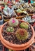 terrarios Cactus y Suculentas