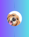 Golden Dog