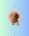 Perrito