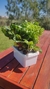 Mini Huerta Hidropónica N1 en internet