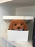 Peluche