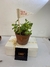 Planta