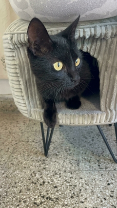 Puff con hogar para gatos - Garea's Home & Deco