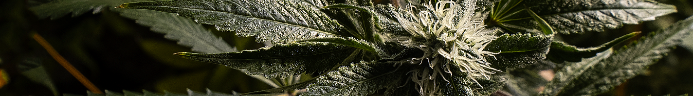 Banner de la categoría Hidroponia