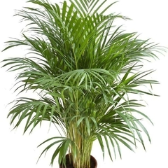 ARECA - comprar online