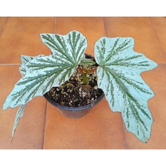 BEGONIA SPECTRE SILVER - comprar online
