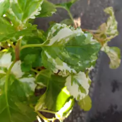 DOLAR VERDE/VARIEG - Vivero p.arq.e