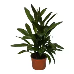 ROBUSTA - comprar online