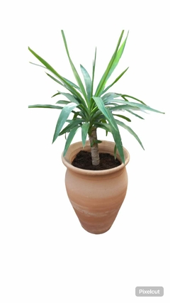 Yuca - comprar online