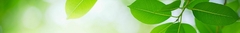 Banner da categoria Aromaterapia